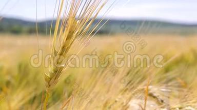 <strong>黄穗</strong>特写在田野里，荡着风.. 小麦的收获